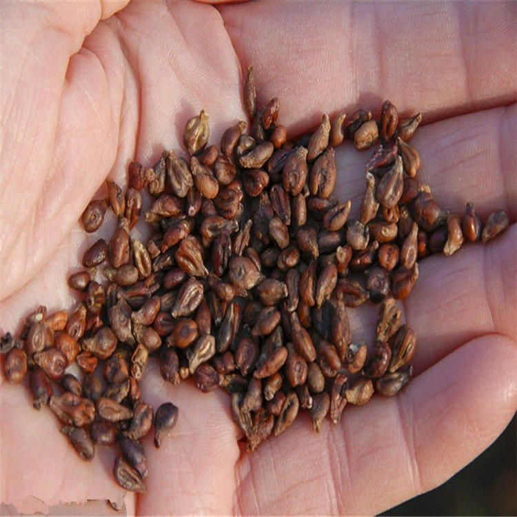 Продам семена фруктовых деревьев Виноградные семена Фрукты гигантский пик красоты пальцы балкон в горшках Бесплатная доставка