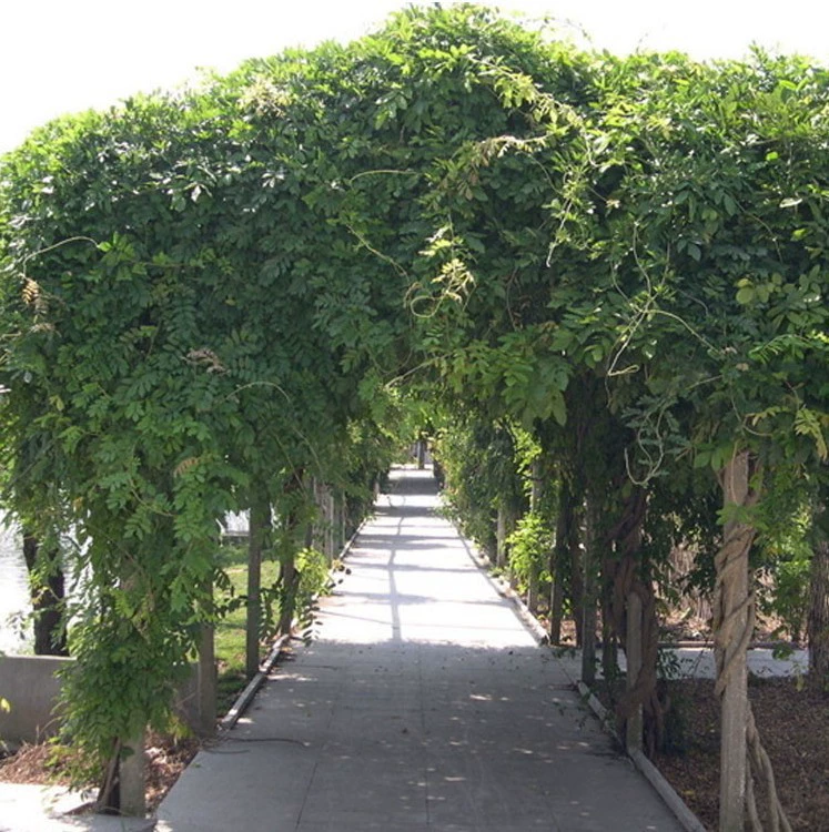 Оптовые прямые продажи саженцев глицинии двор виллы украсить разноцветочные семена глицинии Вьющиеся цветы вьющиеся виноградные растения зеленый