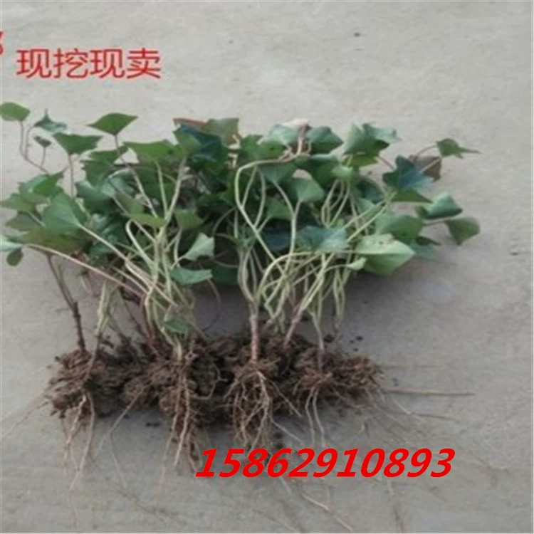 Висячие растения Цветок и лист лозы Пномпень Зеленый лист плюща Chlorophytum Four Seasons Вечнозеленое зеленое растение