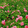 Luoyang Peony Viewing Peony Flower Seven -year Peony Miao Flower Room Courtyard