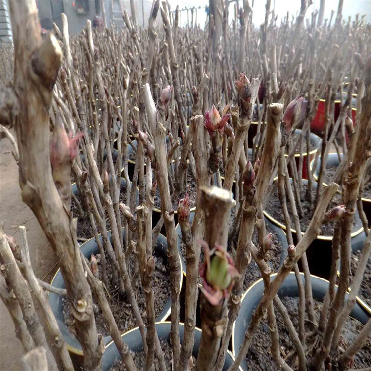 洛阳牡丹观赏牡丹花苗七年牡丹苗花卉室内庭院当年开花盆栽绿