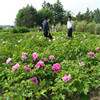 Luoyang Peony Viewing Peony Flower Seven -year Peony Miao Flower Room Courtyard