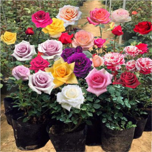 �W�����̨�Gֲ����ֲ���Nޱ�����ٱ��¼��������¼�õ���ļ��_��