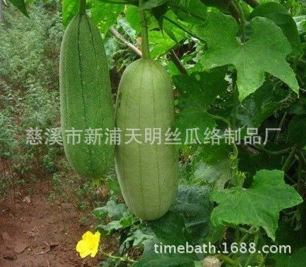 ˿ ˿ ˿ ϴԡ ϴ loofah shower