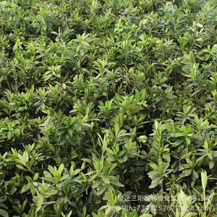 �������N ë�� ���N ë���N�ž��� �@��С�^���@��·ɫ�K���̌���