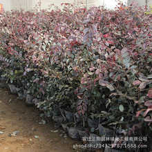 ���l�t���^ľ  �t�^ľ �t���^ľ�� ɫ�K���̌���