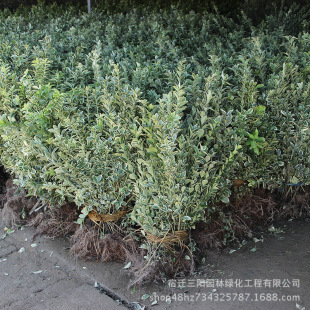 �������l ��߅�S��  ���~�S��  ��߅�S�����ľС�^�G������