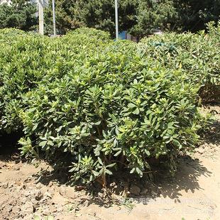 ��ͩ����� ���깩��  ��ͩ��  ��ͩСë�� ����ă�