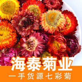 七彩菊海泰散装批发云南干花七彩菊菊花/装饰花量大价优新货批发