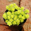 Succulent plant wholesale multi -meat combination potted large meat plants group group with potted potted base straight hair