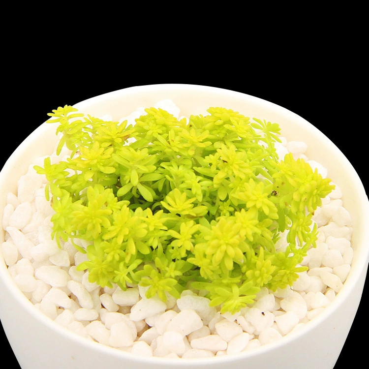 Золотой тонкий снег Десять тысяч лет Трава Таблетки Лист Золотая десять тысяч лет Трава Золотой Будда Жук Большие тонкие травы для выдувания снега Горшок для защиты от снега Комбинация травы