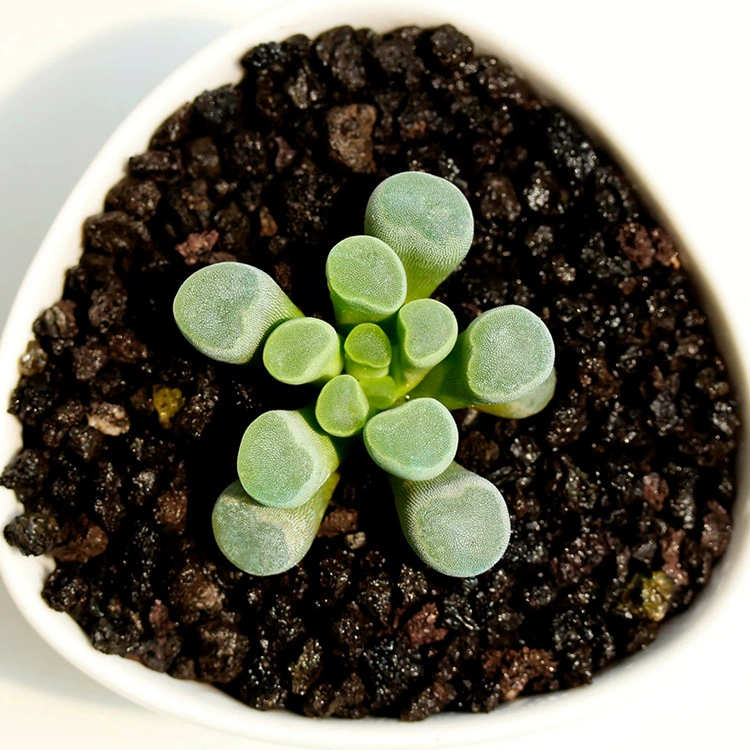 Суккулентные растения Isuzu нефритовые горшечные зеленые растения цветочные офисные балконные бонсай сочные растения