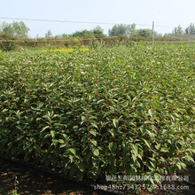 红瑞木基地批发红瑞木 多年生一年生 红瑞木树苗规格齐全