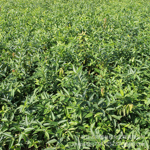 �B�N�������l�B�N �B�N�� �S�ϻ� ���ꅲ���B�N Ҏ���Rȫ����ă�