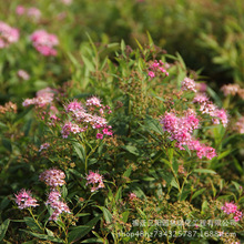 基地批发金山绣线菊  金焰绣线菊　珍珠绣线菊　青头绣线菊规格全