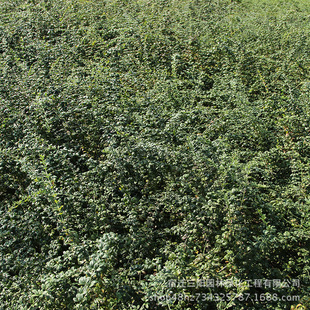 �������lӭ�� �S��ӭ�� ӭ���� ����Sܰ ����ă���·С�^����