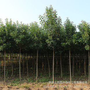 �����������~Ůؑ �ߗUŮؑ����~ŮؑС����@���е����̌���