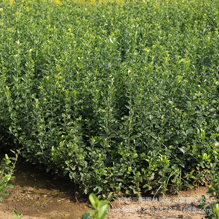 �lì �������l�lì �z�|�lìɫ�K���̾G����ľ�lì�ļ�����