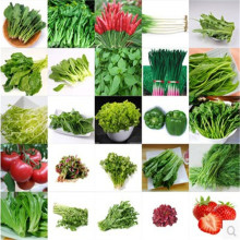 �߲˷N���̨ͥԺ�ļ����N����/�Ϲ���@�����Nֲ����ѿ��С���