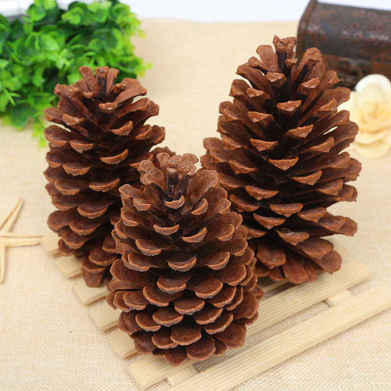Large Christmas Christmas Tree Photo Props Natural Pinecone Pinus American Pine Larch Dried Flower