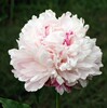 Peony root block with buds and peony, root peony peony flower root ball, blooming indoor courtyard green potted plants