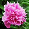 Peony root block with buds and peony, root peony peony flower root ball, blooming indoor courtyard green potted plants