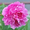 Peony root block with buds and peony, root peony peony flower root ball, blooming indoor courtyard green potted plants