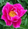 Peony root block with buds and peony, root peony peony flower root ball, blooming indoor courtyard green potted plants