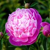 Peony root block with buds and peony, root peony peony flower root ball, blooming indoor courtyard green potted plants