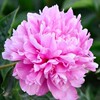 Peony root block with buds and peony, root peony peony flower root ball, blooming indoor courtyard green potted plants