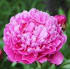 Peony root block with buds and peony, root peony peony flower root ball, blooming indoor courtyard green potted plants