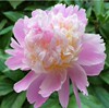 Peony root block with buds and peony, root peony peony flower root ball, blooming indoor courtyard green potted plants