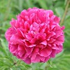 Peony root block with buds and peony, root peony peony flower root ball, blooming indoor courtyard green potted plants