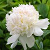 Peony root block with buds and peony, root peony peony flower root ball, blooming indoor courtyard green potted plants