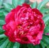 Peony root block with buds and peony, root peony peony flower root ball, blooming indoor courtyard green potted plants