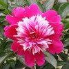 Peony root block with buds and peony, root peony peony flower root ball, blooming indoor courtyard green potted plants