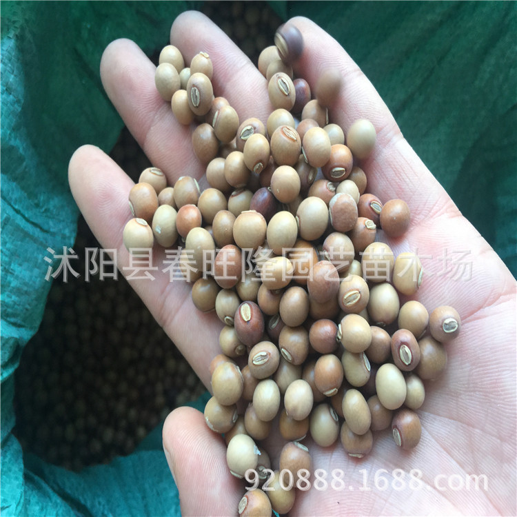 基地批发菜种四棱豆种子 寿光特色高产抗病四角豆香龙豆种子