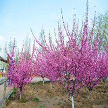 榆叶梅苗庭院盆栽梅花树苗嫁接红梅树苗梅花苗绿梅美人梅腊梅树苗