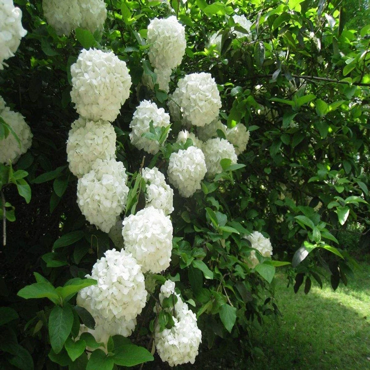 Саженцы гортензии, цветы гортензии, шарики пыльцы, цветы конного мяча, белые гортензии, древесные гортензии, посадка и прививка в бассейне Ционхуа.