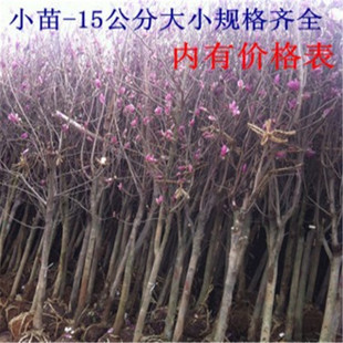 ����ֱ�N�����m���� �����m ͥԺֲ��t���m �S���m���� ����ă�