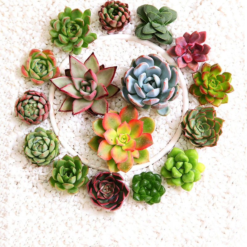 Сочные растения оптом маленькие суккуленты в горшках мясные растения необработанный камень цветок Нефритовая основа росы собственного производства Настольный балкон