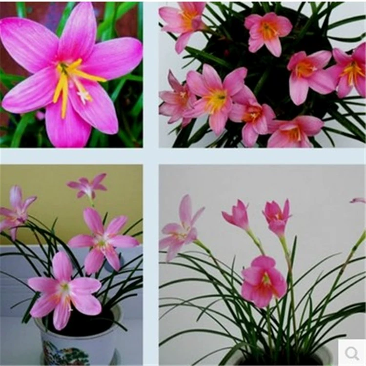 Ветер и дождь Орхидея Маленький персик красный лук-порей лук Лотос Орхидея лук-порей камень чеснок цветок семя шар двор зеленое растение без нарциссов