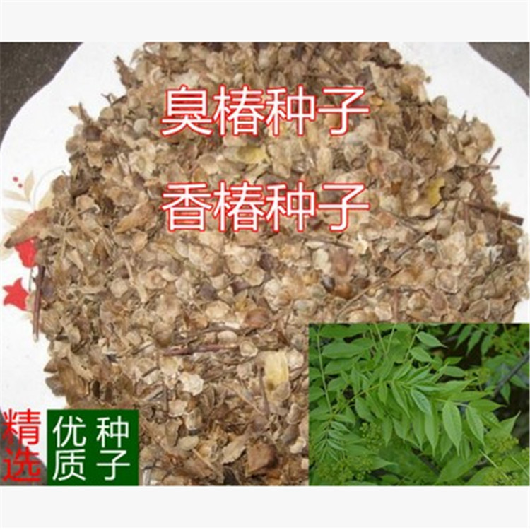 新采臭椿种子臭椿皮 大果臭椿香椿种子香椿芽香桩头大红椿树