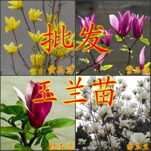 ���m���� �� �� �S���m ���m��С�� �޽����m���� �V���m�������l
