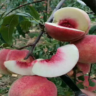 �Ҙ���r�� �������Ҙ���Ʒ�N ����t�Ҙ� ��ͮ�Ҙ���