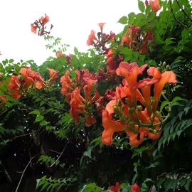 盆栽;种子;花盆容器