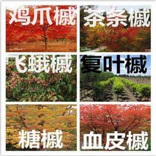 �²��w���ʷN�ї��������~���}����ͩ��Ƥ����轘������ټt����