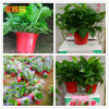 Qingye Ya Gahong Red Pot Green Loose Base Wholesale 180#Green Loom Store Water Storage Green Potted Planting Formaldehyde