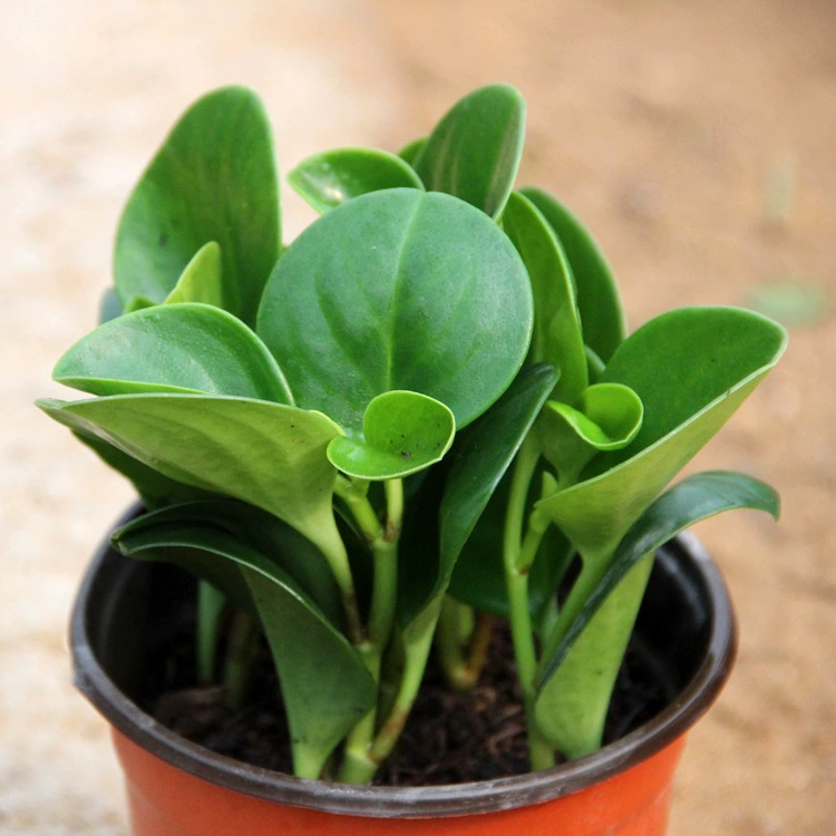 Зеленый лист яшмы в горшках зеленый четырехсезонный вечнозеленый зеленый завод крытый стол небольшой горшечный бонсай завод