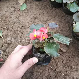 宿根花卉;盆栽;一二年生花卉